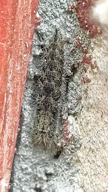 Emmelina monodactyla/argoteles