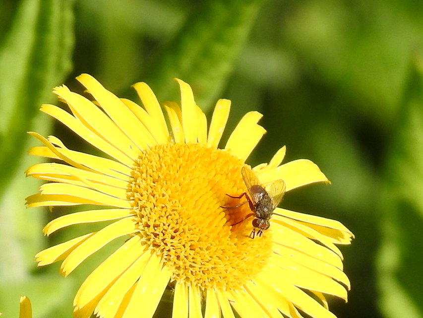 Peribaea