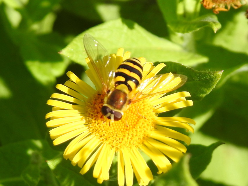 Syrphus