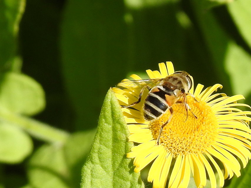 Eristalis arbustorum - fehérarcú herelégy
