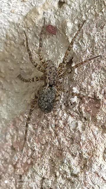 Pardosa hortensis