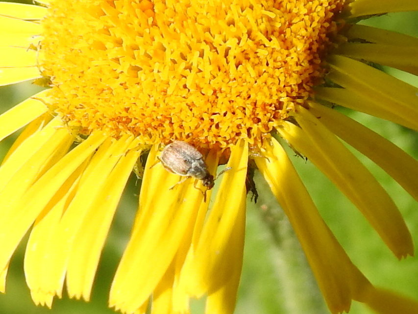 Acanthoscelides pallidipennis - gyalogakác-zsizsik