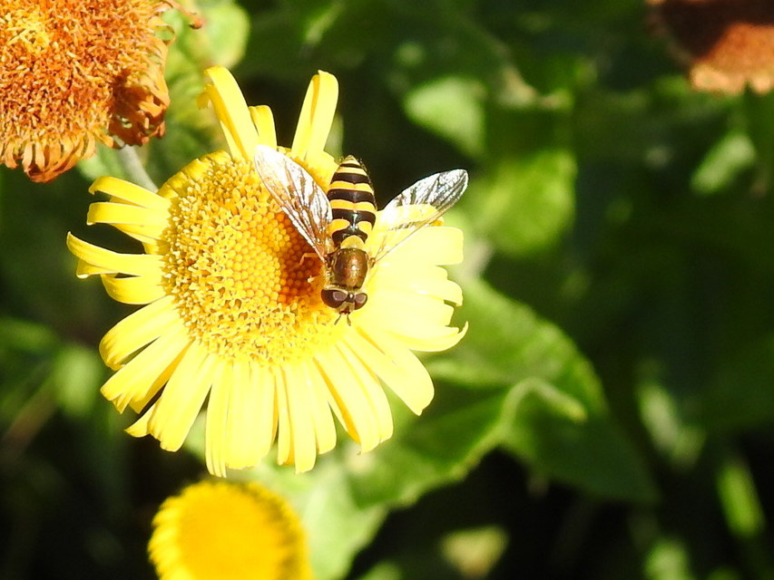 Syrphus