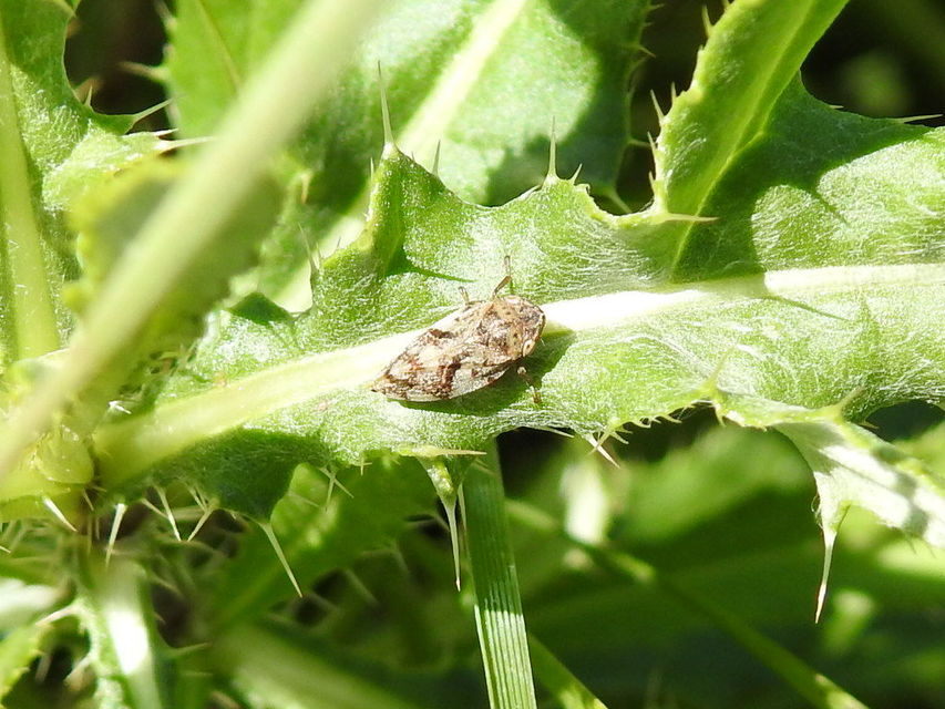 Aphrophora
