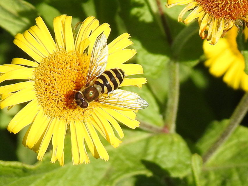 Syrphus