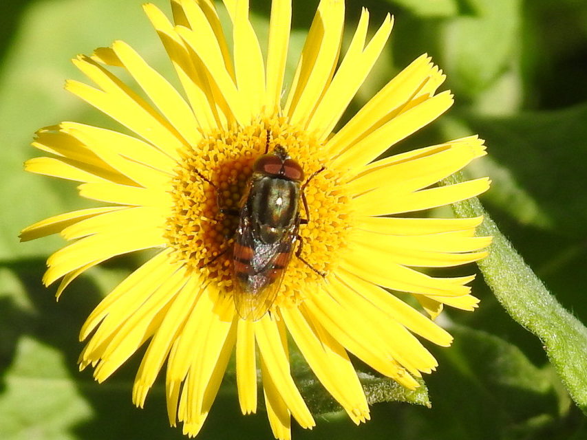 Stomorhina lunata - sáskaparazita légy