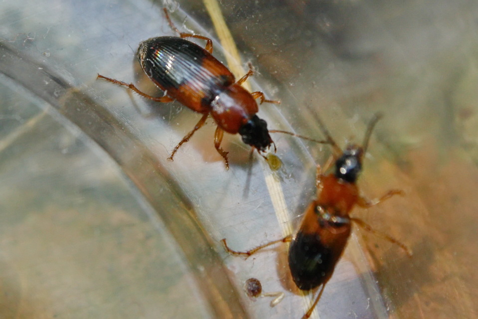 Stenolophus teutonus - nagyfoltos turzásfutó