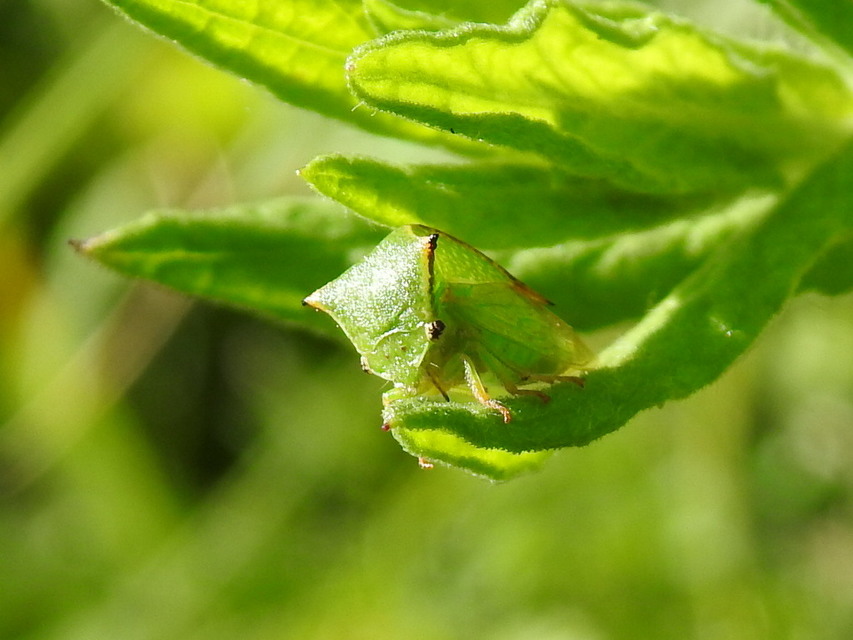 Stictocephala bisonia - bivalykabóca