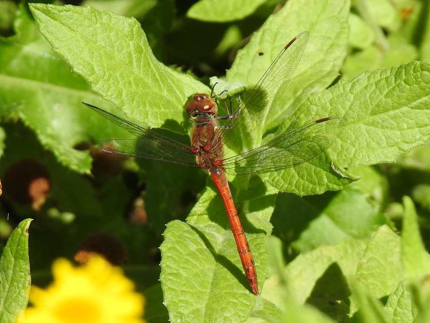 Sympetrum striolatum - harántsávos katona-szitakötő