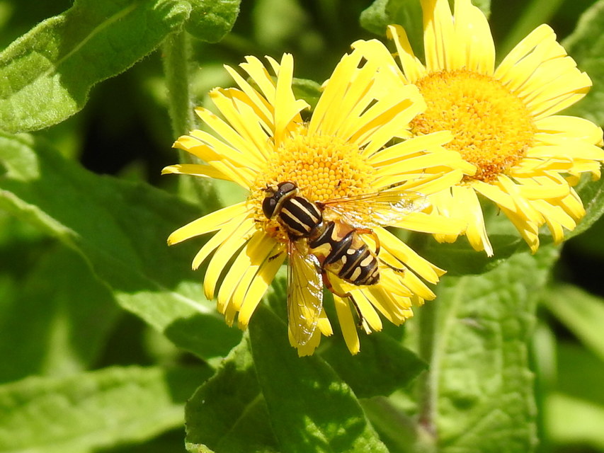 Helophilus pendulus - közönséges mocsárilégy