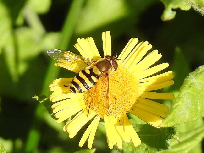 Syrphus