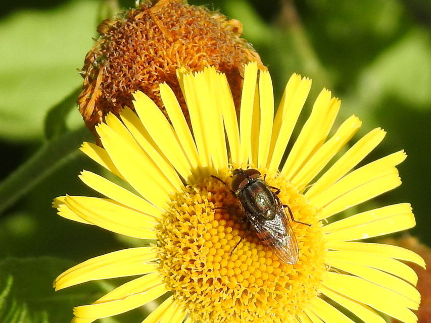 Stomorhina lunata - sáskaparazita légy