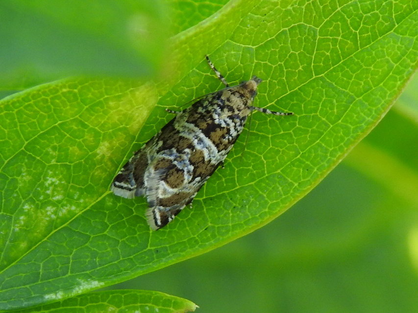 Celypha rivulana - dudvasodró tükrösmoly