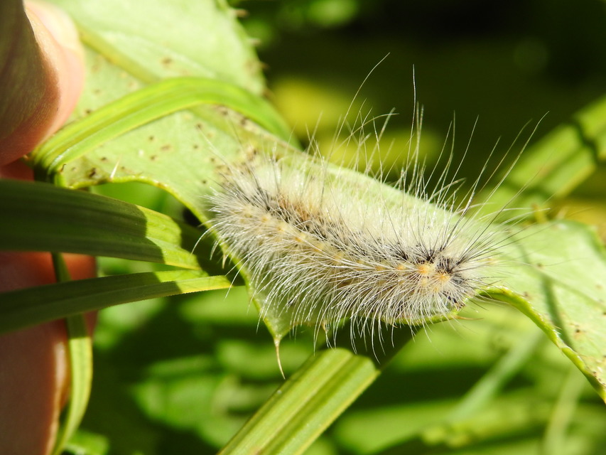 Hyphantria cunea - amerikai fehér medvelepke