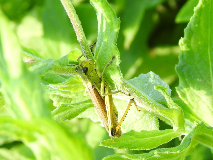 Stethophyma grossum - tundrasáska