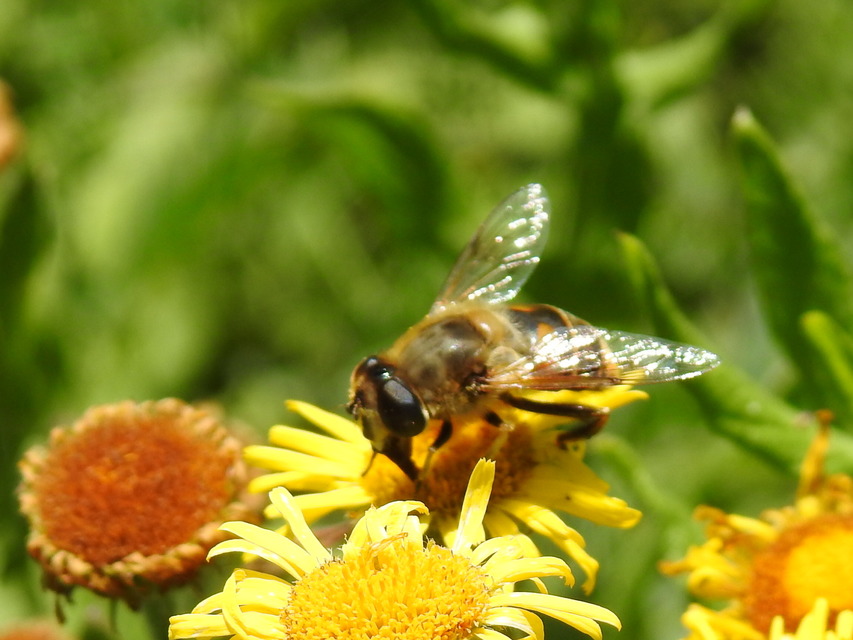 Eristalis tenax - közönséges herelégy
