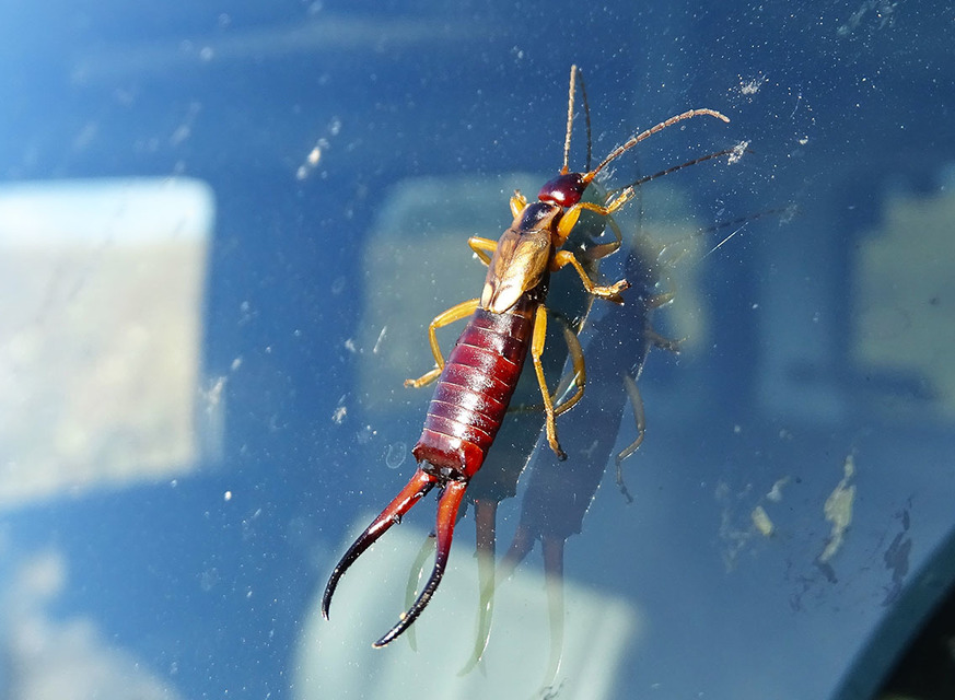 Forficula auricularia - közönséges fülbemászó