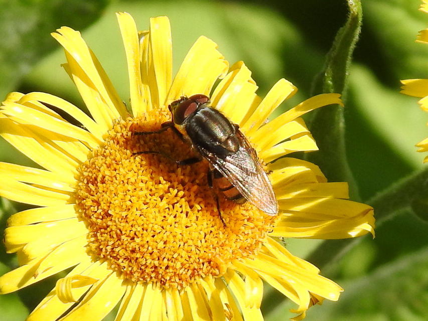 Stomorhina lunata - sáskaparazita légy