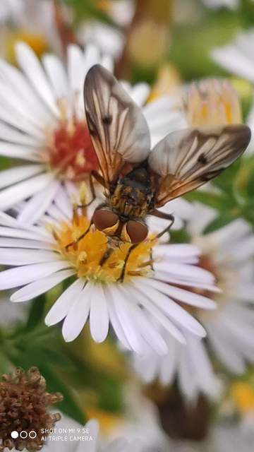 Ectophasia crassipennis - szélespotrohú poloskafürkész