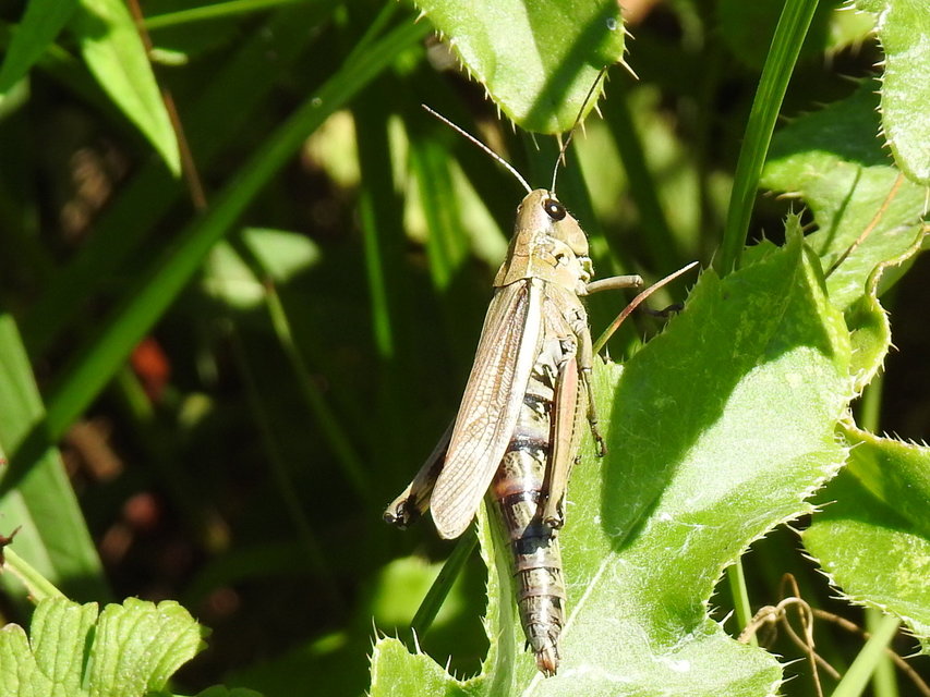 Stethophyma grossum - tundrasáska