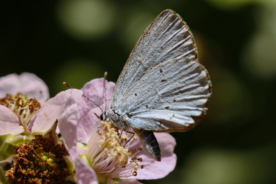 Celastrina argiolus - bengeboglárka