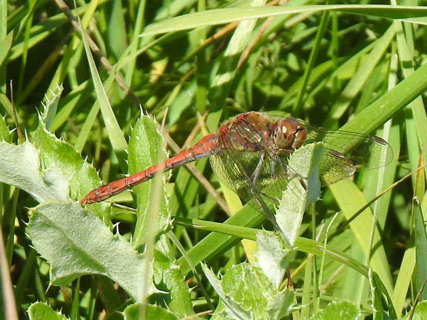 Sympetrum striolatum - harántsávos katona-szitakötő