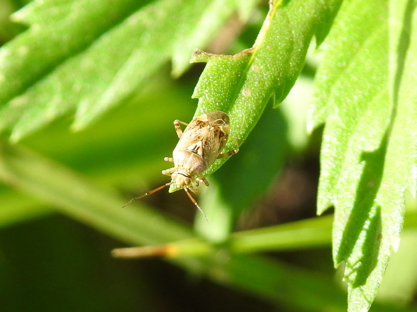 Lygus pratensis - változó mezeipoloska