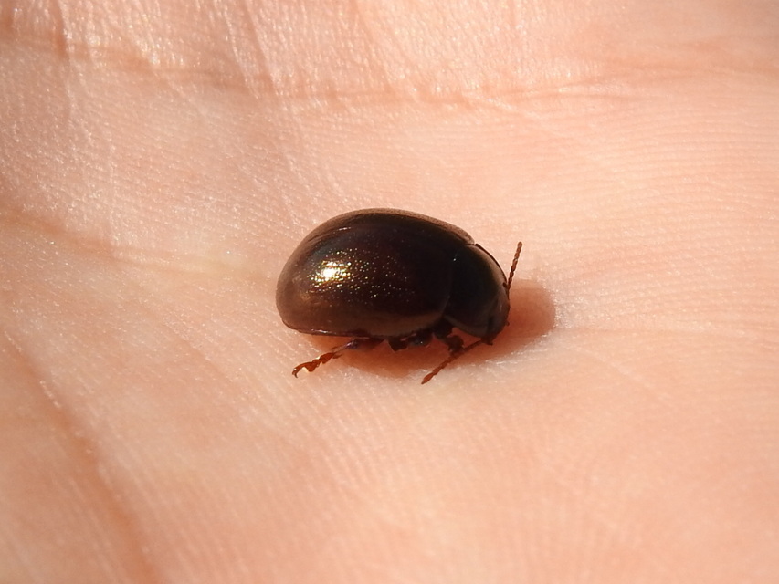 Chrysolina staphylaea - tavaszi levélbogár