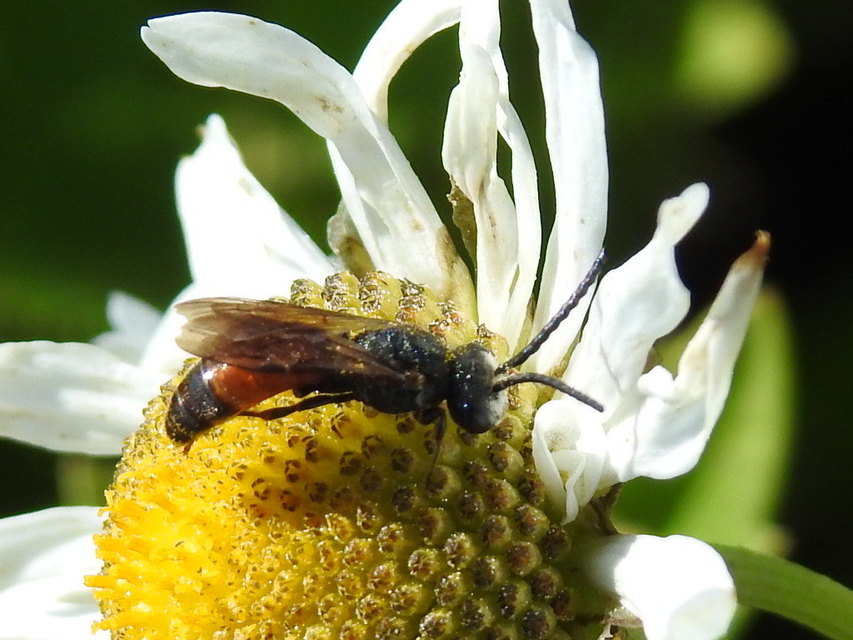 Sphecodes