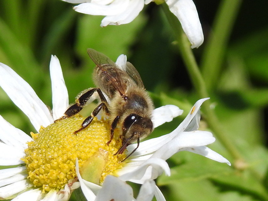 Apis mellifera - háziméh