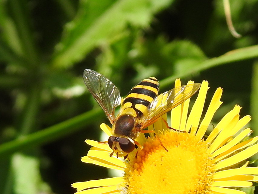 Syrphus