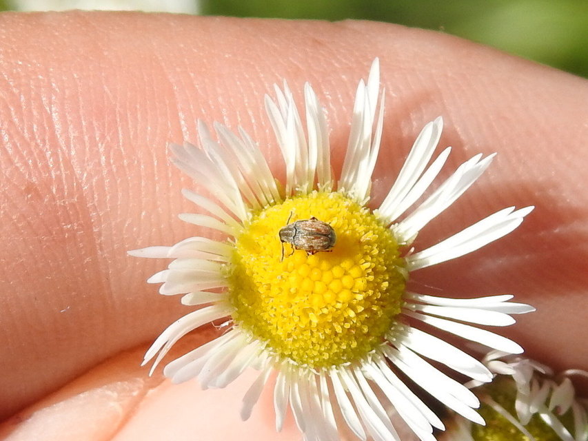 Acanthoscelides pallidipennis - gyalogakác-zsizsik
