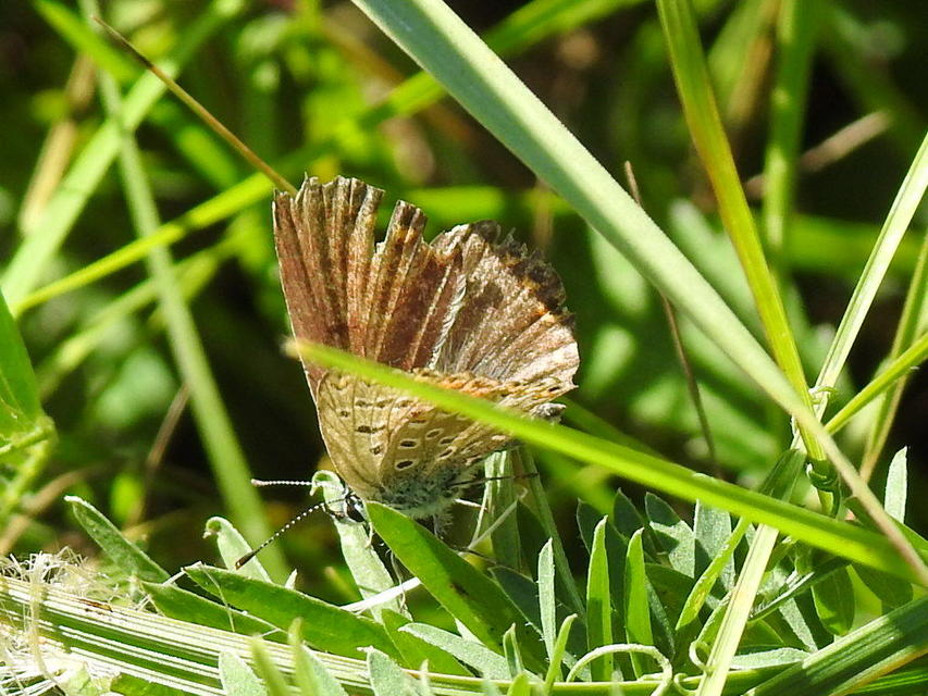 Aricia agestis - szerecsenboglárka