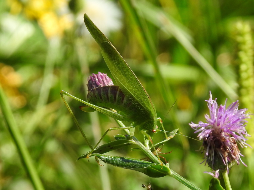 Phaneroptera nana - pontozott repülőszöcske