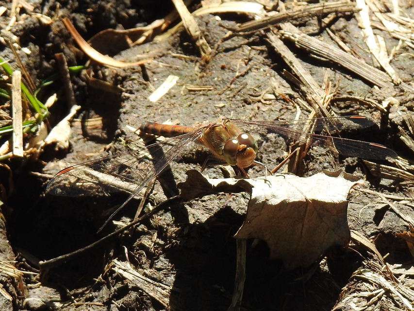 Sympetrum striolatum - harántsávos katona-szitakötő