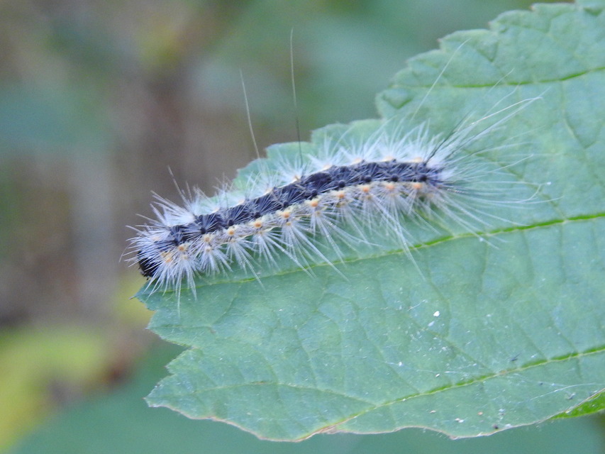 Hyphantria cunea - amerikai fehér medvelepke
