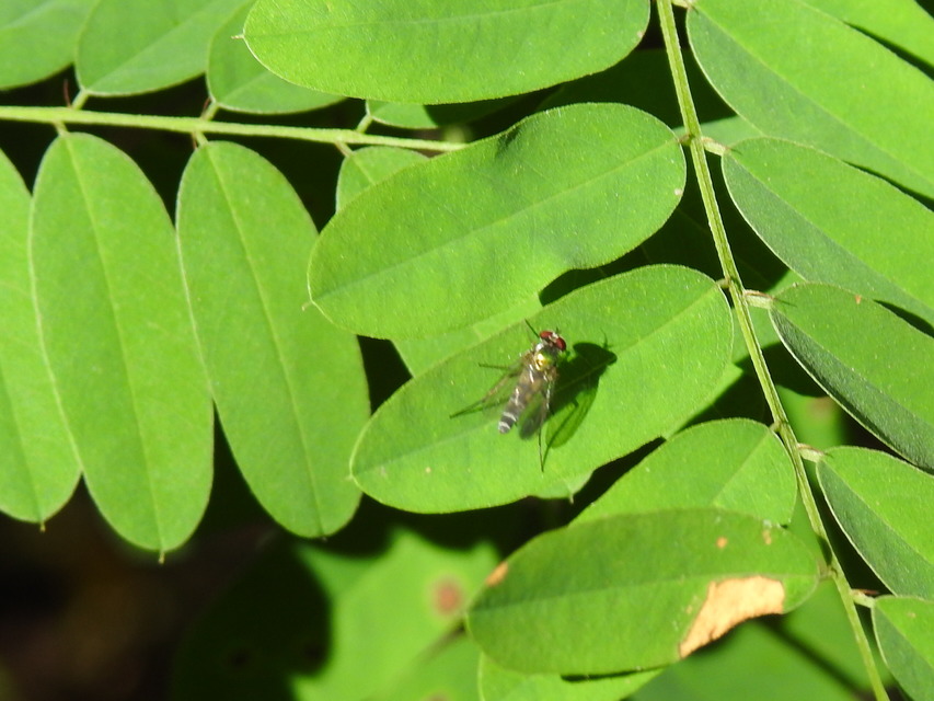 Dolichopodidae - szúnyoglábú legyek