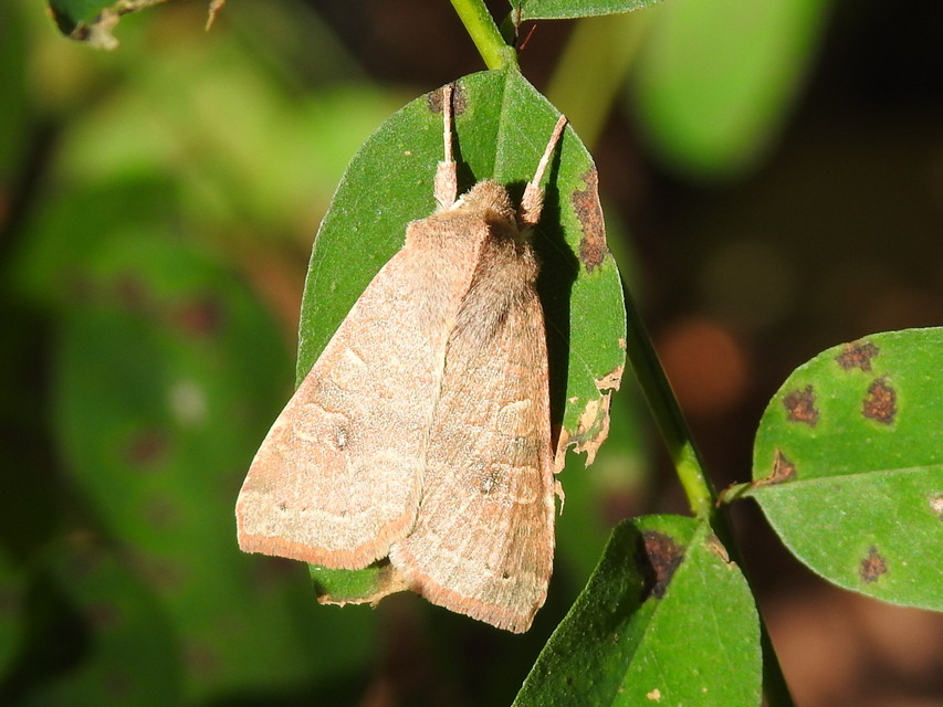 Cirrhia ocellaris - fakó sárgabagoly