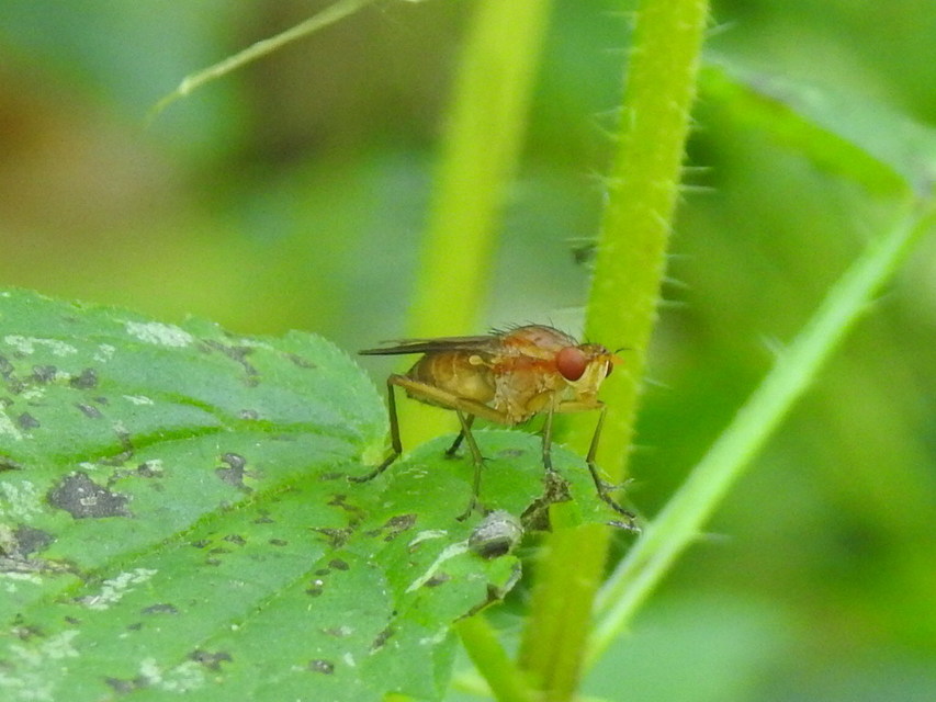 Tetanocera