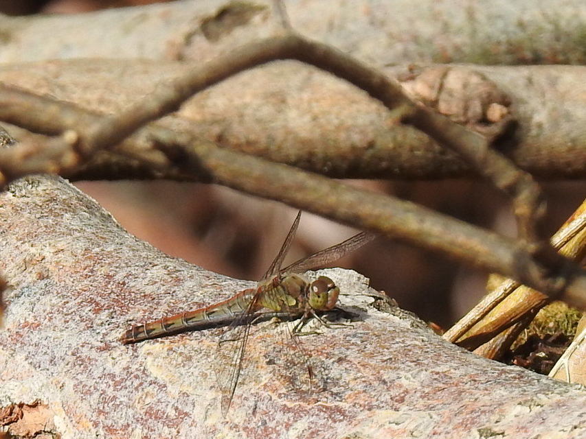 Sympetrum striolatum - harántsávos katona-szitakötő