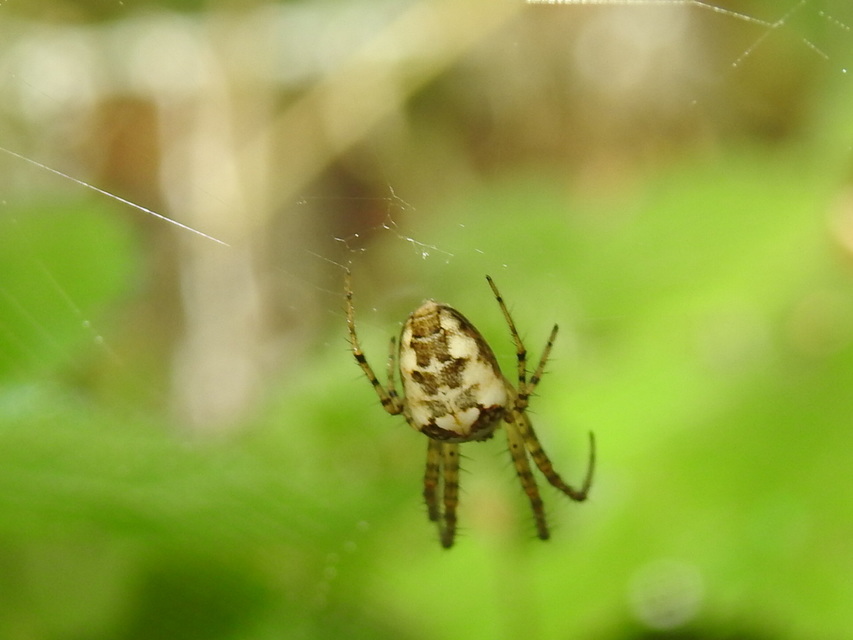 Metellina segmentata/mengei