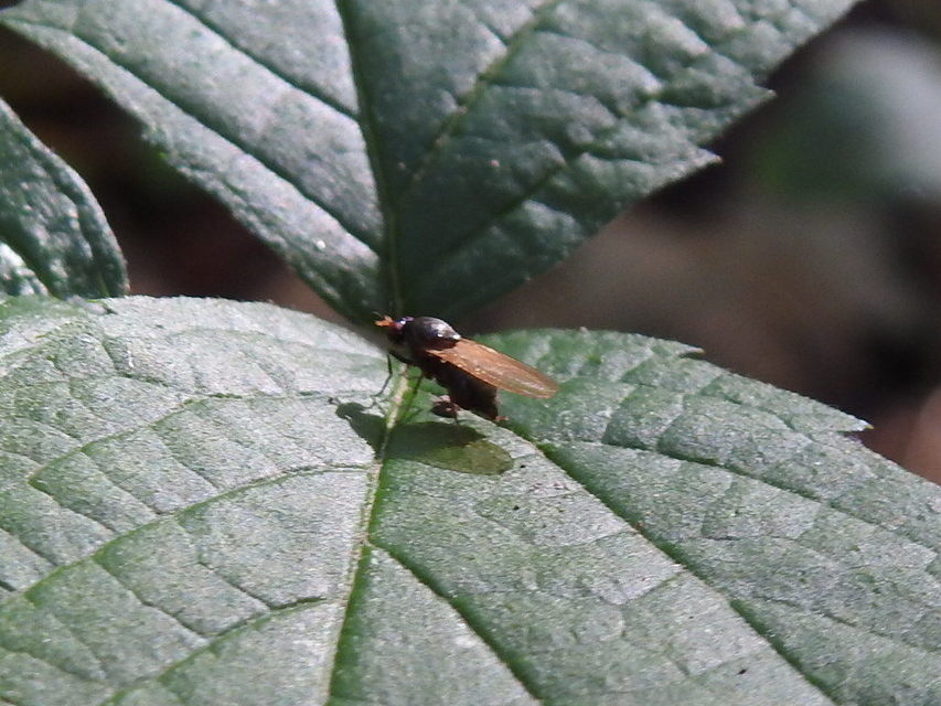 Lauxaniidae - pudvalegyek