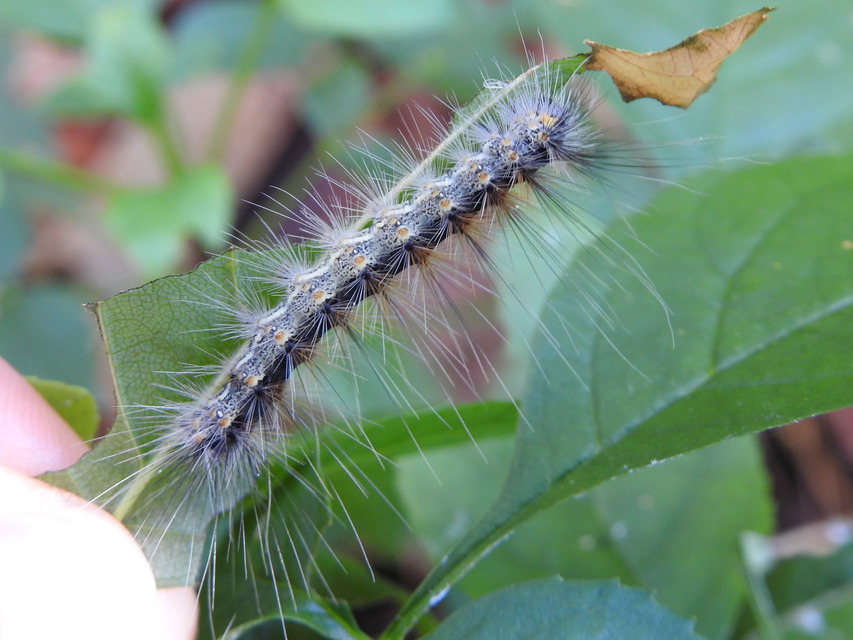 Hyphantria cunea - amerikai fehér medvelepke