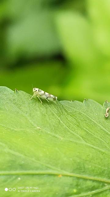 Eupteryx atropunctata