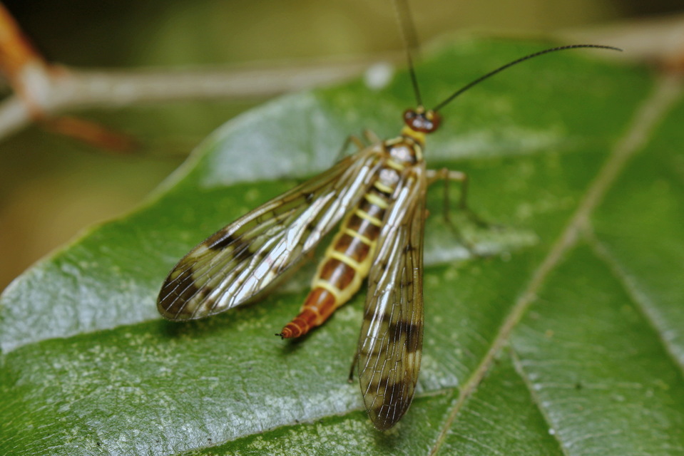 Panorpa cognata