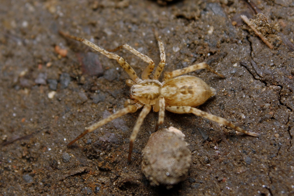 Anyphaena accentuata - jegyespók