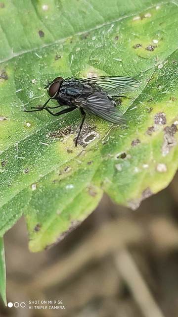 Muscidae - igazi legyek