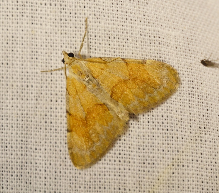 Pennithera firmata - sárgásvörös fenyőaraszoló