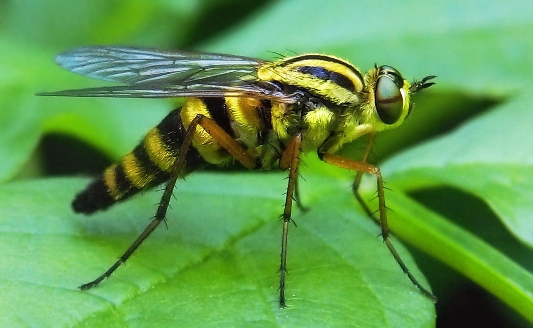Thereva aurata - aranyos tőröslégy