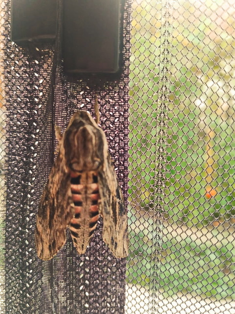 Agrius convolvuli - szulákszender